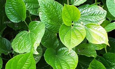 Công dụng của lá trầu không
