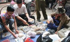 Xử lý thầy bói kiêm... thầy thuốc