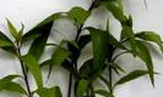 Mần tưới - Trị bệnh và trừ côn trùng