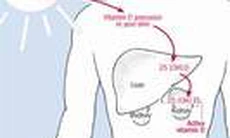 Vitamin D trong dự phòng ung thư