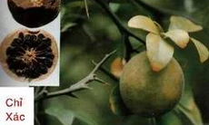 Chỉ xác, chỉ thực: trừ đờm, hóa thấp