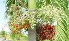 Vị thuốc từ cây cau