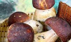 Hãy cẩn thận khi ăn nấm