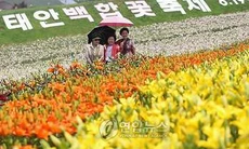 Hàn Quốc tưng bừng lễ hội hoa Lily