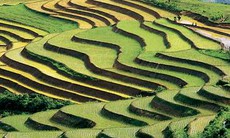Đề nghị công nhận ruộng bậc thang Sa Palà Di sản quốc gia