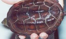 Lưu ý khi dùng thuốc bổ Đông y