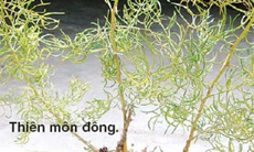 Thiên môn đông vị thuốc làm đẹp da mặt cho phái nữ