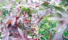 Thuốc từ thầu dầu tía