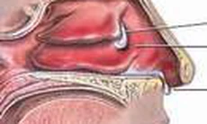 Thuốc điều trị bệnh suy giảm khứu giác