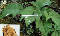 Đại hoàng - Vị thuốc “lão tướng quân”