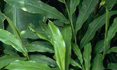 Bạch đậu khấu trị phế khí trệ, tỳ vị hư, ăn uống kém