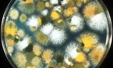 Ăn thực phẩm bị nấm mốc có gây ung thư?