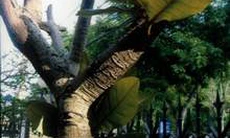 Cây bàng Trường Sa đón Tết trong nắng Ba Đình