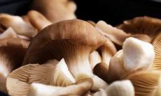 Mộc nhĩ, nấm hương làm thuốc