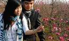 Đào, quất Hà Nội khoe sắc sớm