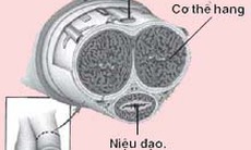Bệnh đau dương vật khi cương