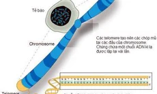 Telomere – Telomerase và giải Nobel y học