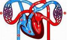 Tìm hiểu về hệ tuần hoàn