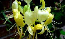 Hoa kim ngân chữa lở ngứa, mụn nhọt