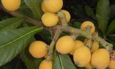 Hạ mỡ máu bằng táo mèo