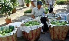 Nhớ về Nông trường sông Hậu ngày ấy