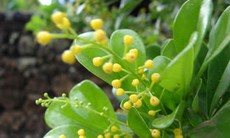 Chữa chứng bế kinh bằng hoa ngâu