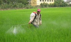 Cấp cứu ngộ độc hóa chất diệt côn trùng