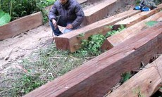 Lâm tặc ngang nhiên băm nát rừng phòng hộ Quán Chẽ