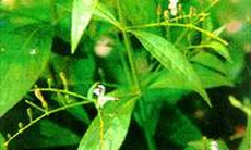 Bài thuốc trị ho từ xuyên tâm liên
