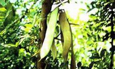 Bồ kết - Thuốc kháng khuẩn, chống viêm