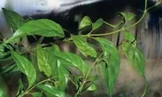 Ngộ độc lá ngón: Làm sao để ngăn chặn?