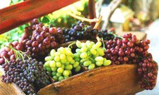 Ăn nho hết lo bệnh tật