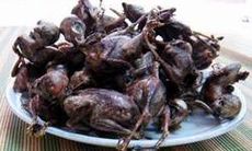 Chim sẻ dưỡng âm bổ dương