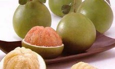 Tương tác giữa bưởi và thuốc