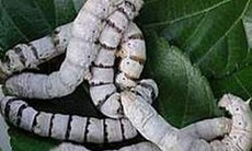 Phương thuốc thanh nhiệt giải độc