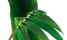 Xông hơi: Phương pháp chữa bệnh độc đáo