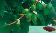 Trám trắng, vị thuốc giải độc