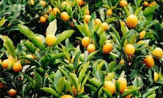 Quất - Cây cảnh đẹp, cây thuốc quý