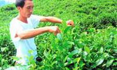 Chè xanh có tác dụng giảm các chứng bệnh về mắt