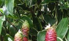 Gừng gió trị xơ gan