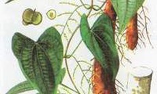 Hoài sơn - Vị thuốc điều hòa âm dương