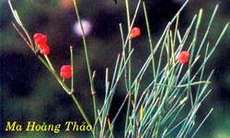 Đông y chữa viêm khớp dạng thấp