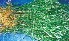 Trị viêm xoang mũi dị ứng bằng cây viễn chí lá nhỏ 