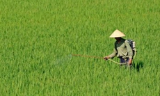 Hồi chuông cảnh báo về ngộ độc Paraquat!