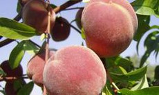 Những phương thuốc cho người hiếm muộn