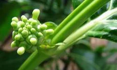 Nhó đông - cây thuốc chữa viêm gan