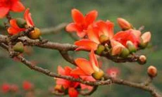 Thuốc từ cây hoa gạo
