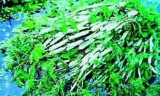 Chữa chứng mất ngủ với rau rút