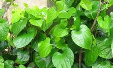 Kinh nghiệm chữa bệnh đổ mồ hôi chân tay bằng lá lốt