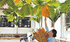 “Săn lùng” lá sa-kê chữa bệnh